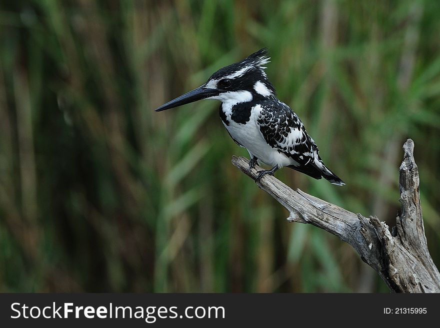 This bird you can find in many regions of south africa. This bird you can find in many regions of south africa.