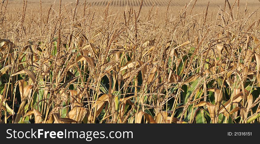 Dry corn field