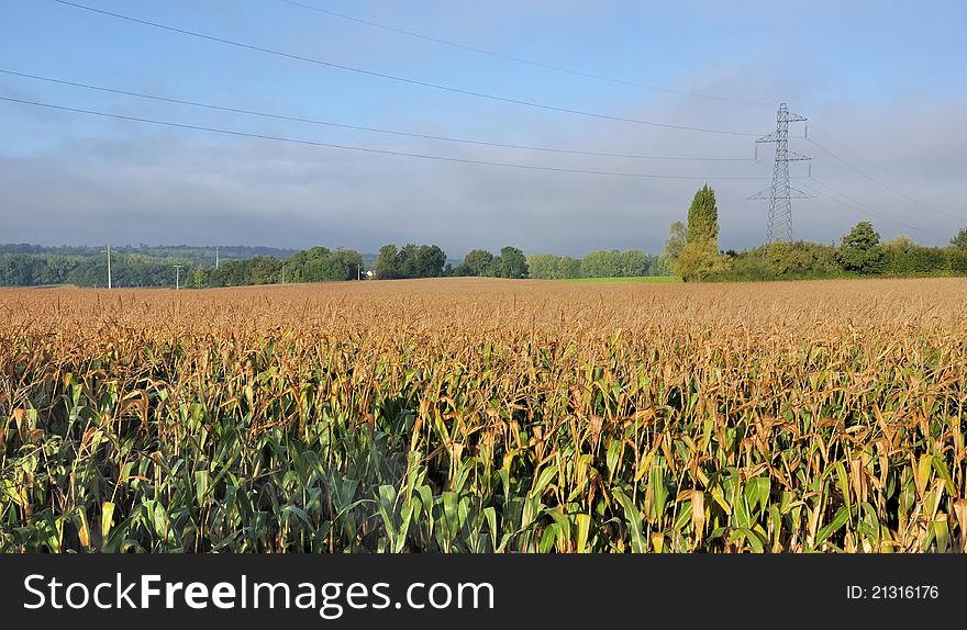 Golden Corn under the son of an electrical transmission tower. Golden Corn under the son of an electrical transmission tower