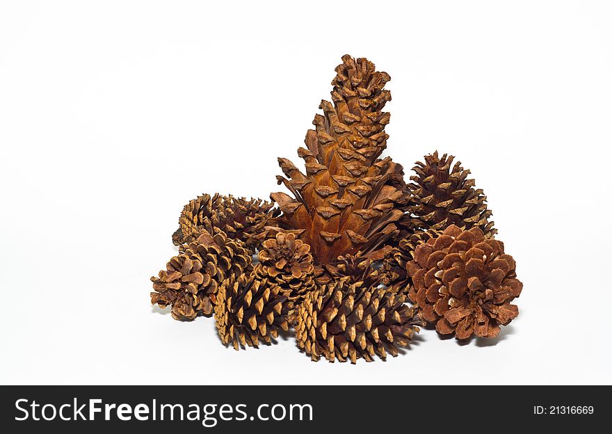 Group of pine cones on a white background