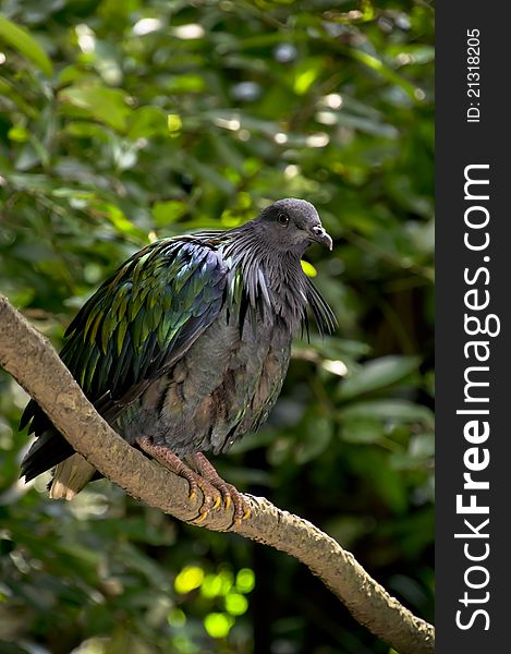 A Nicobar Pigeon, Caloenas nicobarica, standing on a tree branch