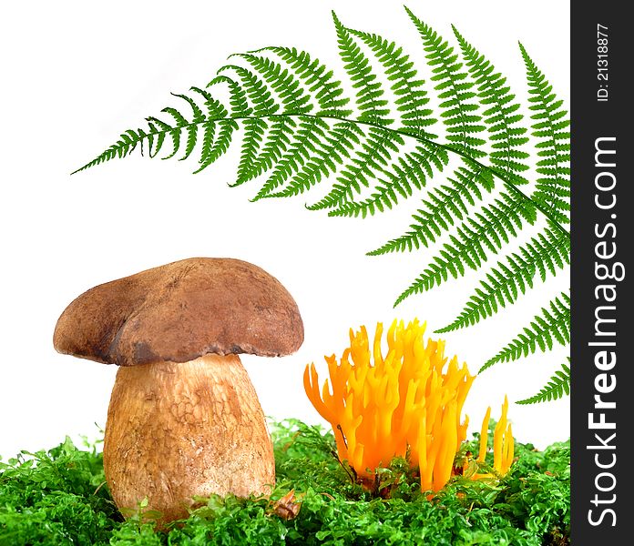 Mushrooms and fern