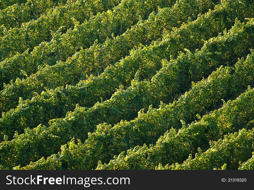 Vineyard under Kalvarija Hill in Maribor