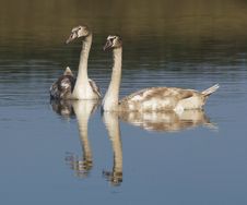 Family Of Swans Stock Photo