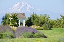 Lavender Farm And Mount Adams Oregon Royalty Free Stock Photos Lavender Farm And Mount Adams Oregon Royalty Free Stock Photos