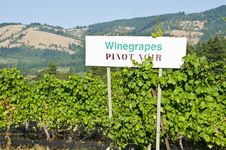 Vineyard In The Columbia River Gorge Oregon Royalty Free Stock Photo Vineyard In The Columbia River Gorge Oregon Royalty Free Stock Photo