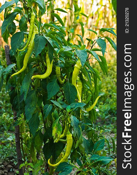 An organic chili pepper plant