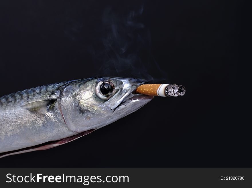 Dead mackerel with lit cigarette in mouth on black background. Dead mackerel with lit cigarette in mouth on black background
