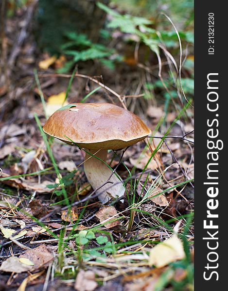 Mushroom Boletus edulis in forest