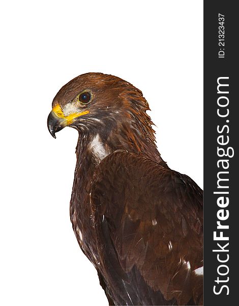 A golden eagle with a white background