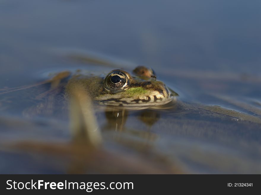 A frog in the water