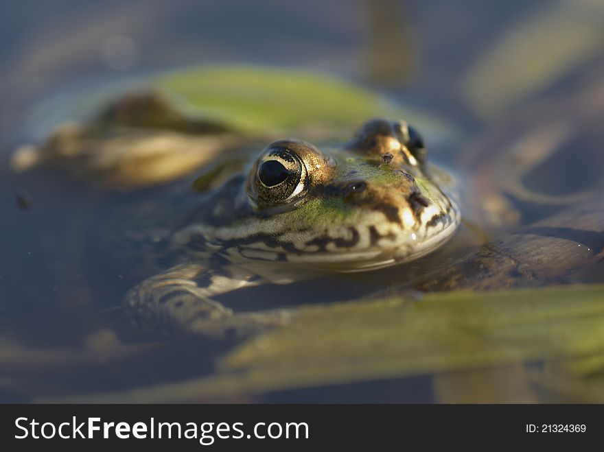 A frog in the water