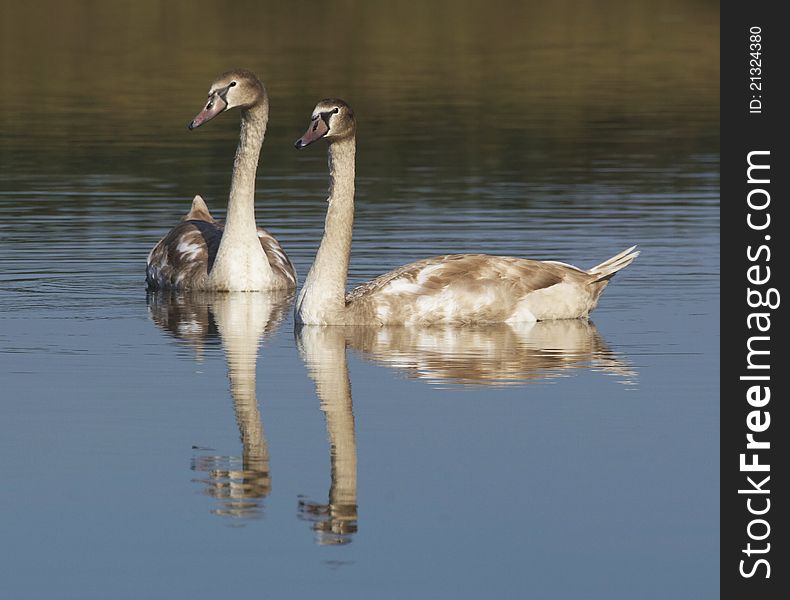 Family of swans at the lake