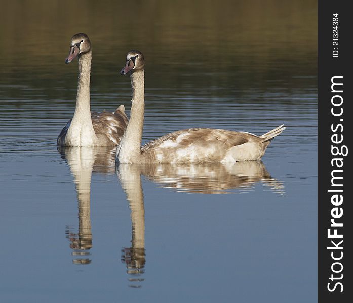 Family of swans at the lake