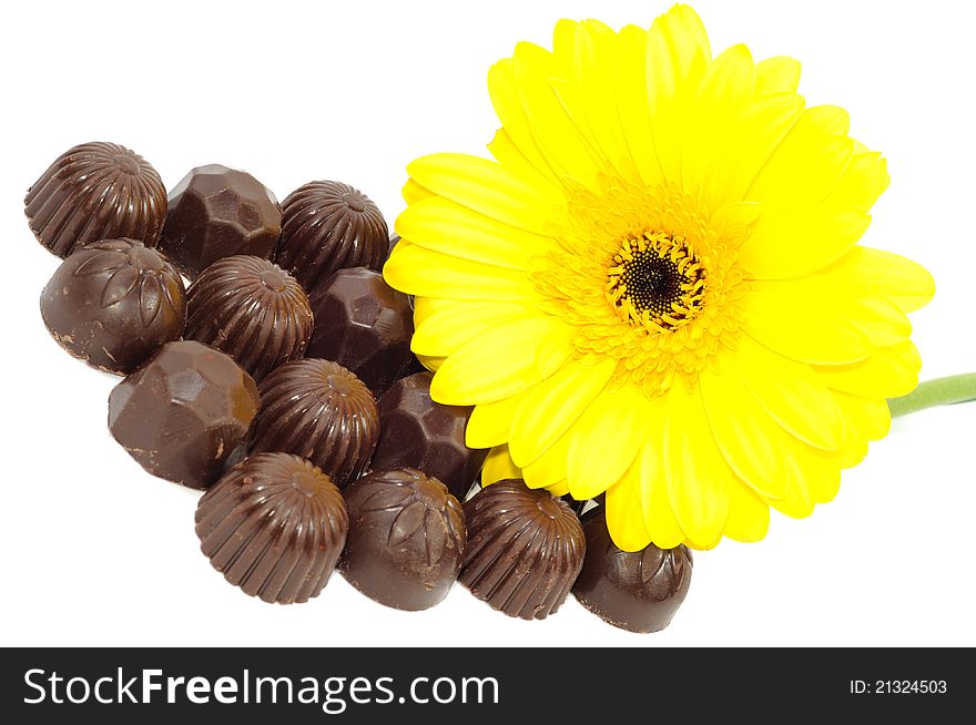 Beautiful yellow gerber and chocolate on white background