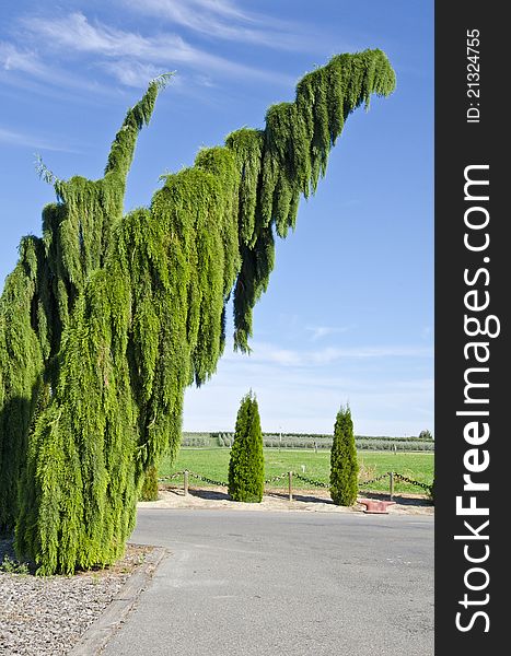 Two weeping sequoia trees against deep blue skies.