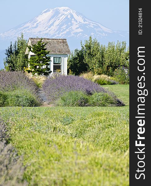A charming lavender farm surrounded by orchards and with a backdrop of Mount Adams. A charming lavender farm surrounded by orchards and with a backdrop of Mount Adams.