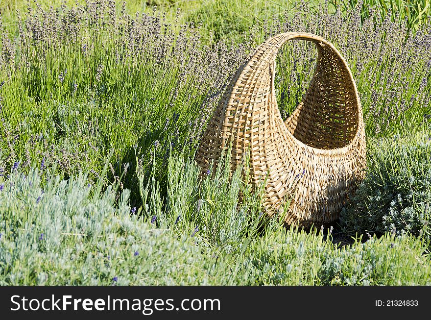 A basket in a lavender field. A basket in a lavender field.