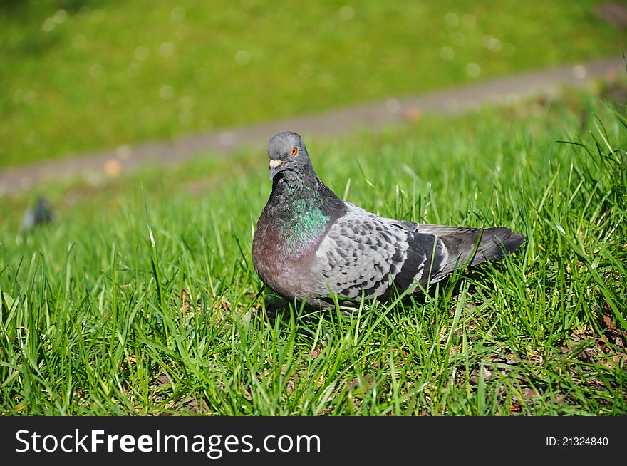 Pigeon in the green grass