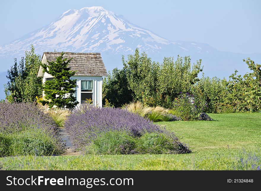 Lavender Farm And Mount Adams Oregon