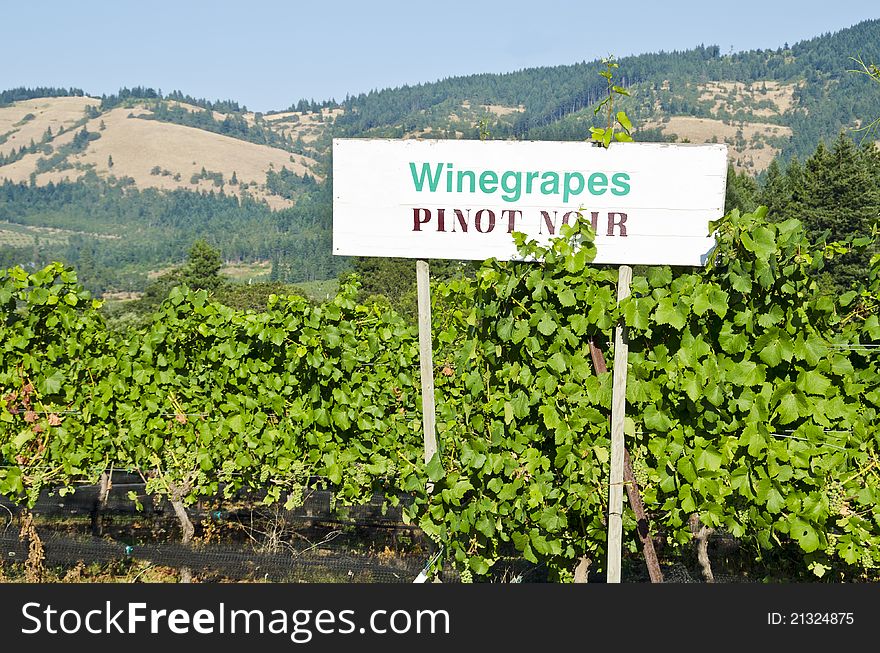 Vineyard In The Columbia River Gorge Oregon