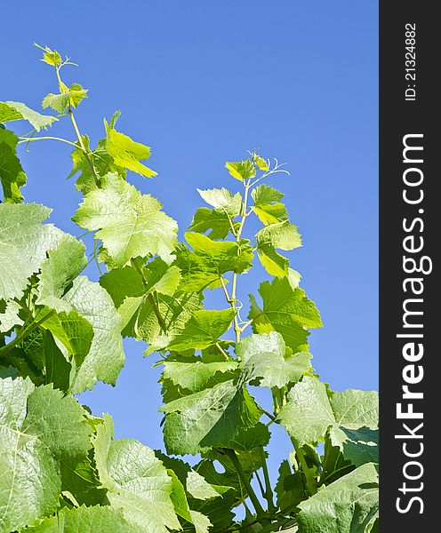 Pinot Noir Vine Leaves and Blue Sky