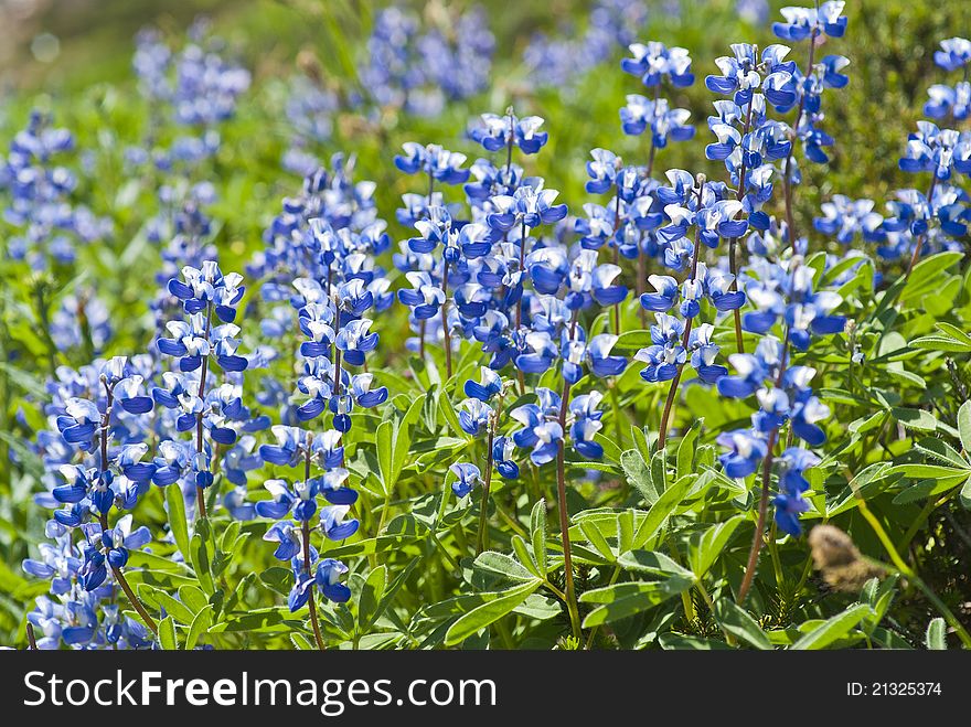 Beautiful wild purple Lupin flowers in the summer meadows of Mount Rainier. Beautiful wild purple Lupin flowers in the summer meadows of Mount Rainier.