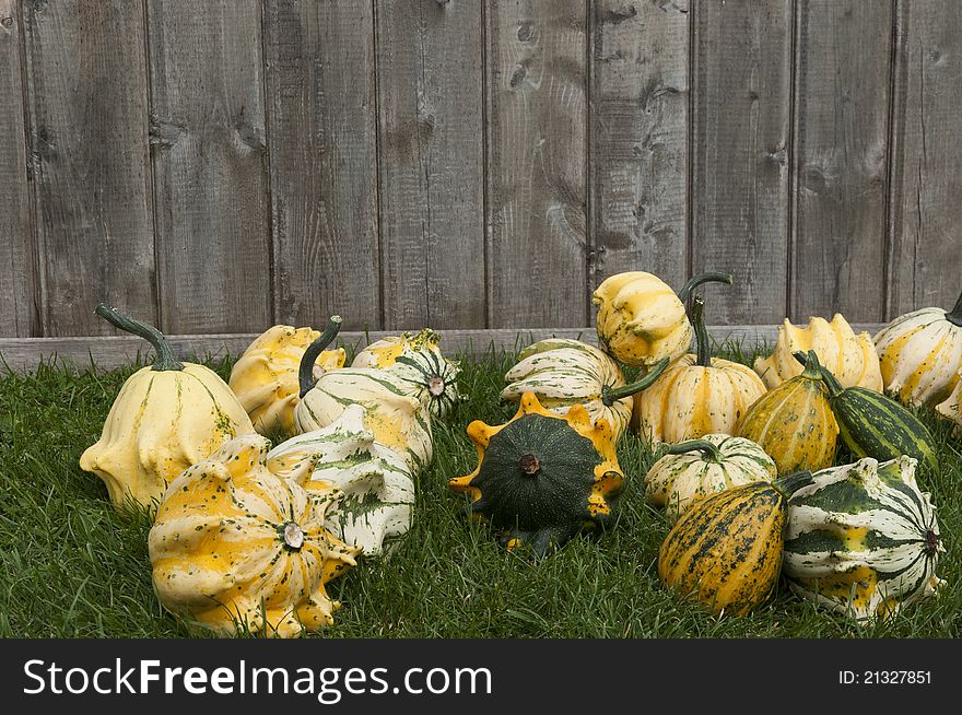 Decorative Pumpkin on a grass