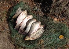 Free Coarse Fish Royalty Free Stock Photos - 21330948