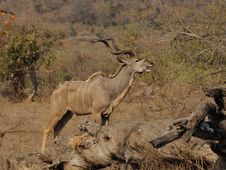 Greater Kudu (Tragelaphus Strepsiceros) Stock Photography Greater Kudu (Tragelaphus Strepsiceros) Stock Photography