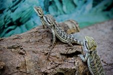 Dragon Agama Stock Photography Dragon Agama Stock Photography