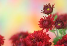 Chrysanthemum Flower Stock Images Chrysanthemum Flower Stock Images