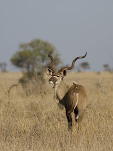 Kudu Bull Royalty Free Stock Photo