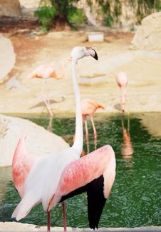 Portrait Of A Pink Flamingo. Stock Photography Portrait Of A Pink Flamingo. Stock Photography