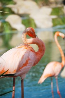 Portrait Of A Pink Flamingo. Royalty Free Stock Photos Portrait Of A Pink Flamingo. Royalty Free Stock Photos