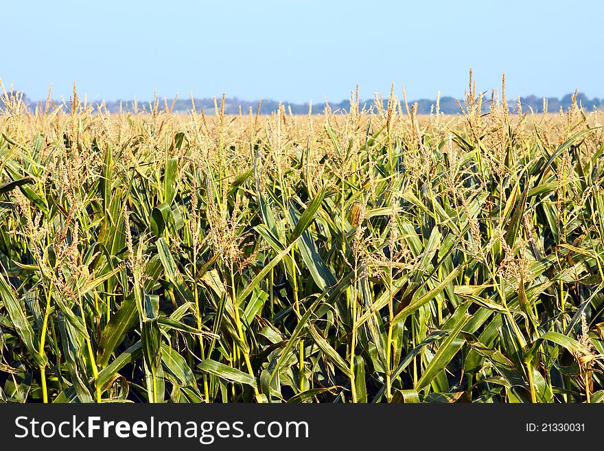 Background of many corn plant on the field. Background of many corn plant on the field