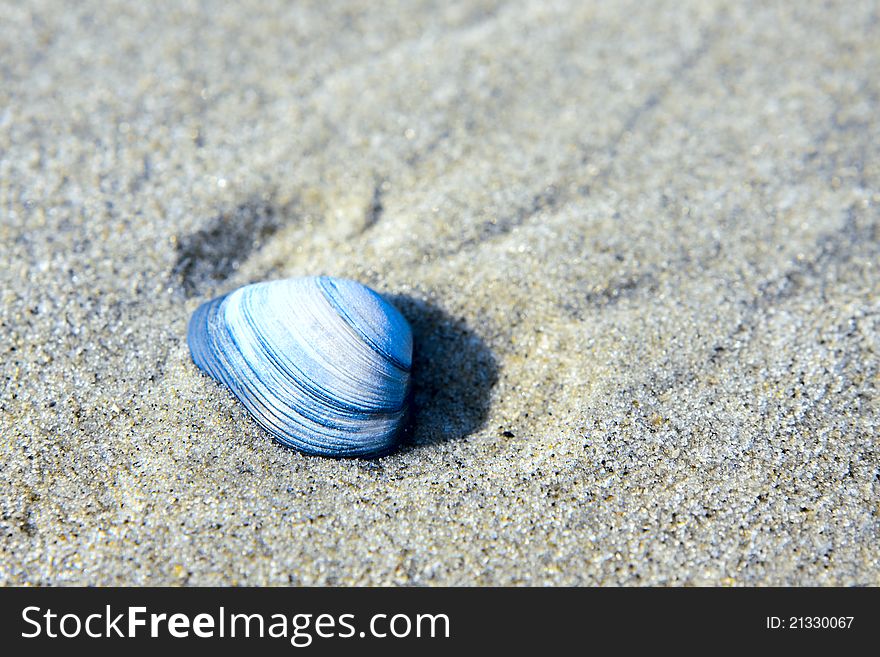 Blue seashell in the sand close up