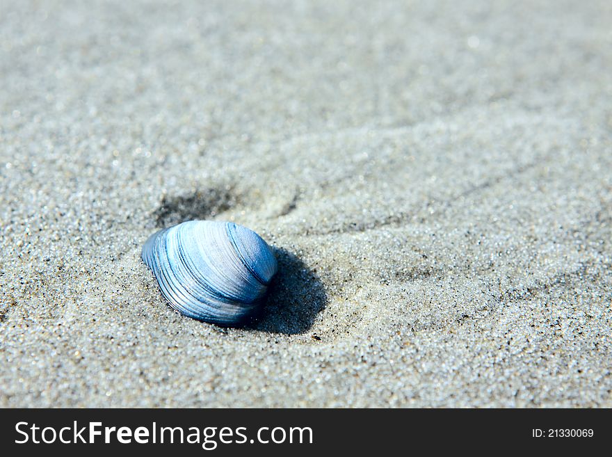Blue seashell in the sand outdoors. Blue seashell in the sand outdoors