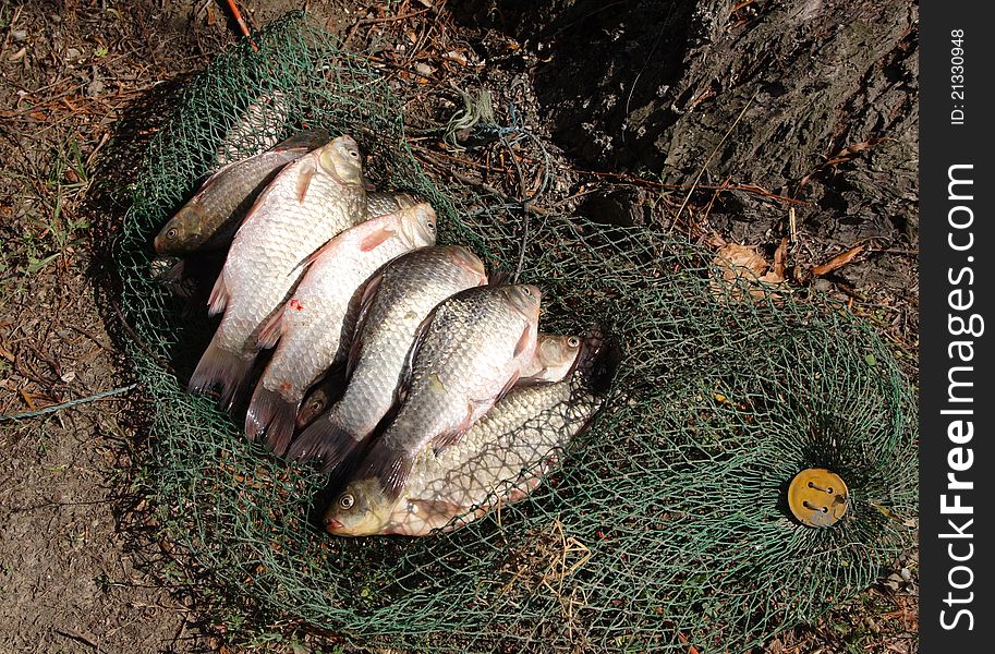 Fresh coarse fish aligned on fishing net