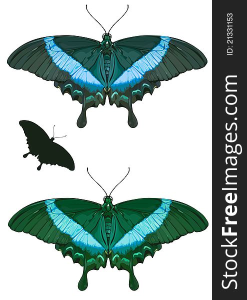 PAPILIO PALINURUS, Two types of color and silhouette. PAPILIO PALINURUS, Two types of color and silhouette