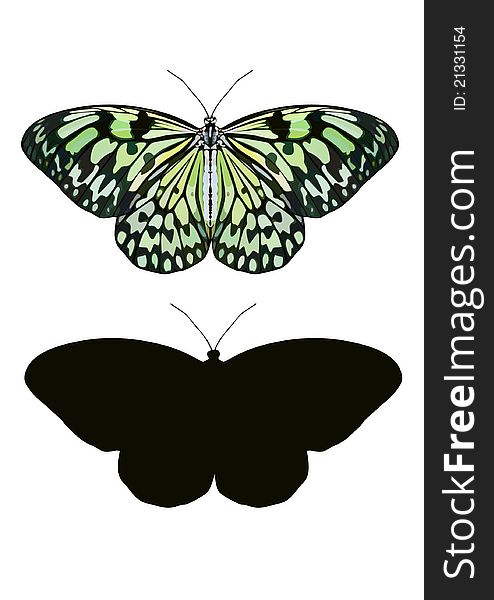 IDEA LEUCONOE, colored butterfly and the silhouette. IDEA LEUCONOE, colored butterfly and the silhouette