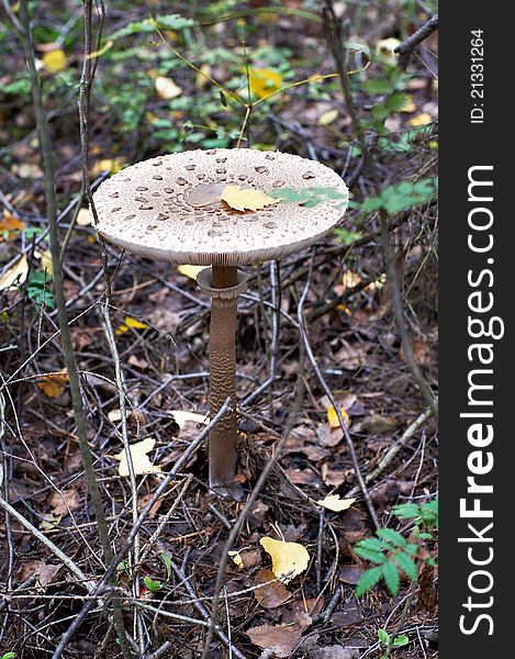 Mushroom Amanita citrina in forest