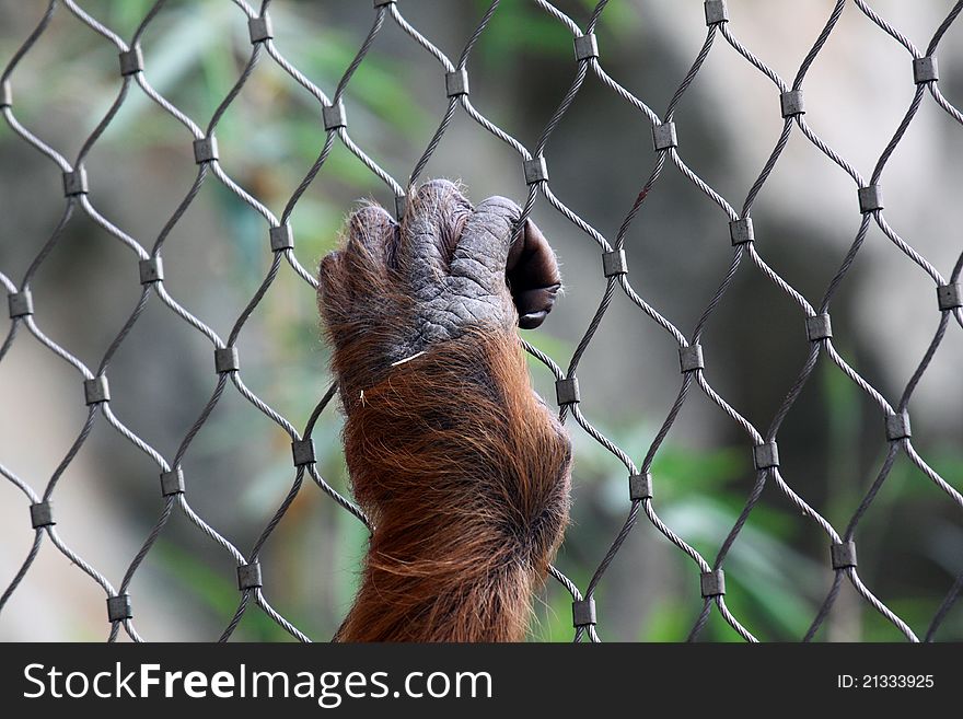 Hand of an Orang Utan