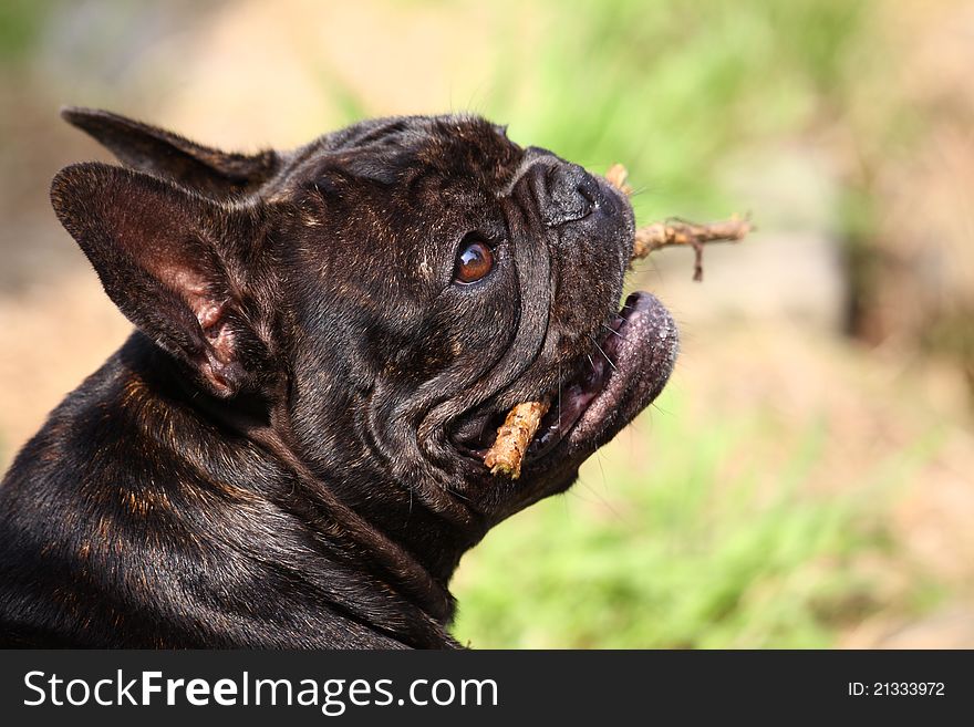 Portrait of one french Bulldog