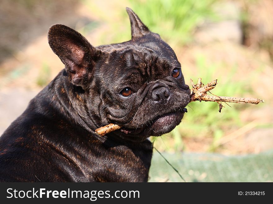 A french bulldog looks in the cam