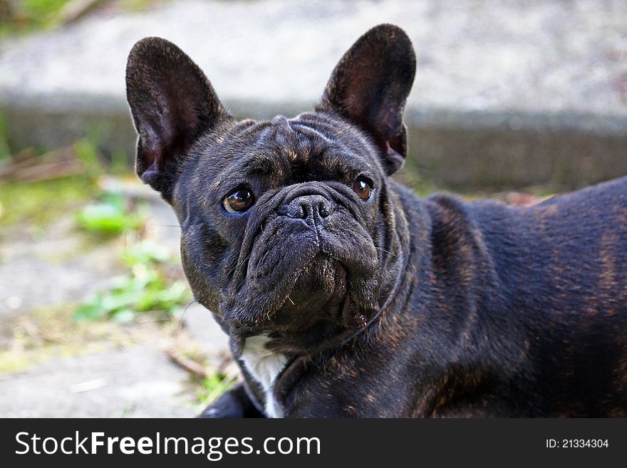 french bulldog