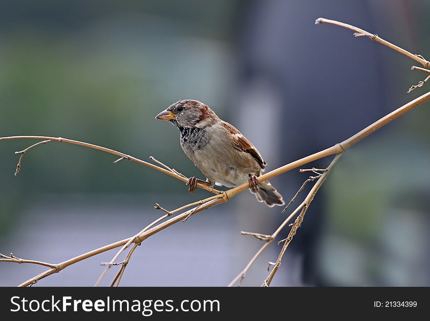 One sparrow is sitting on the tree