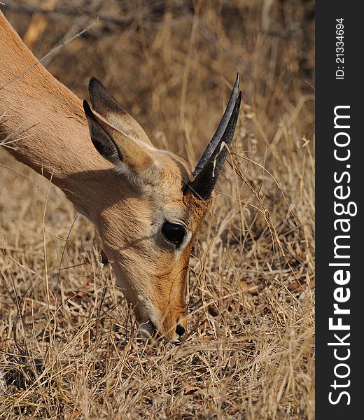 This impala is eating the dry grass. This impala is eating the dry grass.