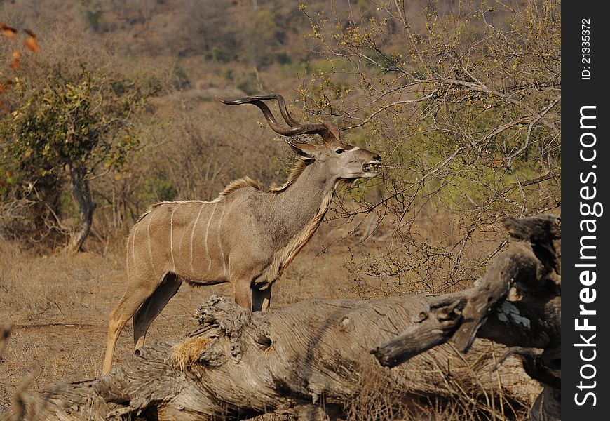 Greater Kudu (Tragelaphus Strepsiceros)