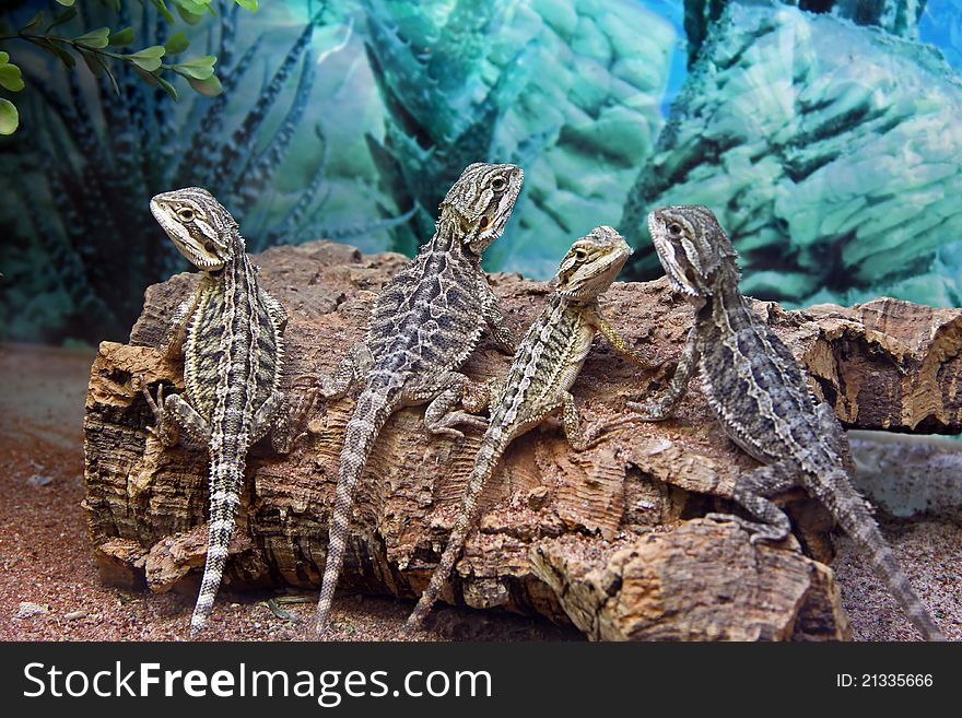 Many Lizards sitting on the Trunk